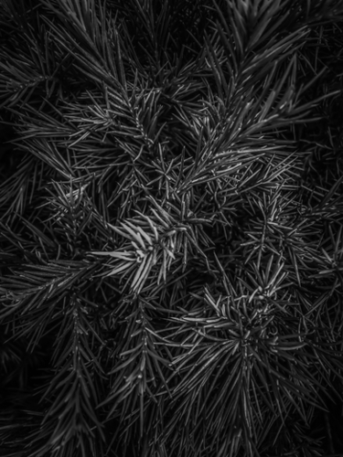 spiky plant texture abstract in black and white Mural by Timmy333