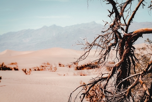 Tree branch with sand desert and mountain view at Death Valley national park California USA Mural by Timmy333