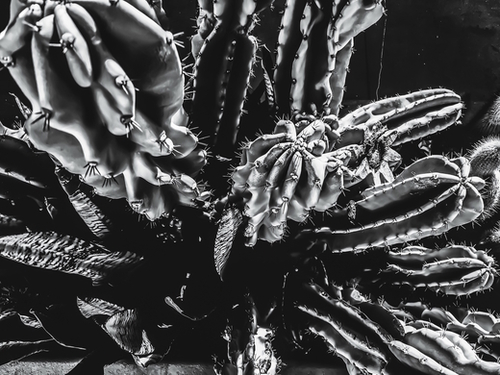 Closeup cactus texture background in black and white Mural by Timmy333