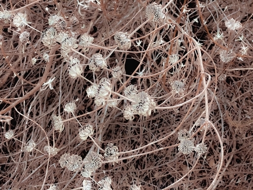 blooming dry flowers with brown dry grass texture background Mural by Timmy333