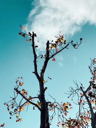 Tree branch and orange autumn leaves with blue sky background Mural by Timmy333