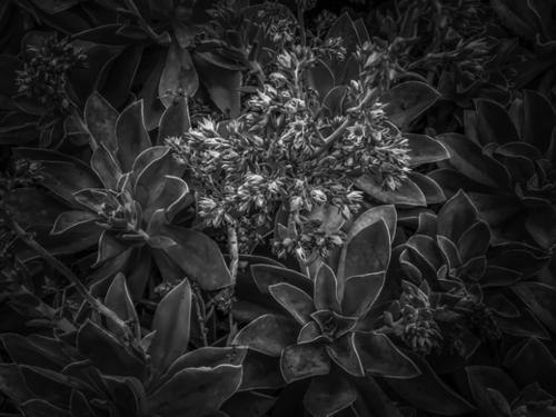 succulent plant with blooming flowers in black and white Mural by Timmy333