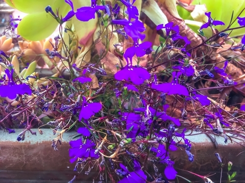 closeup purple flowers with green succulent plant background Mural by Timmy333