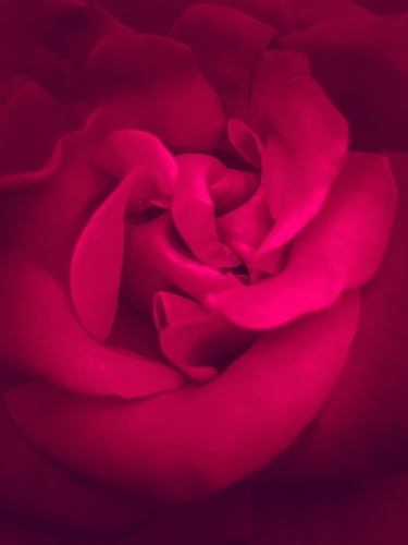 fresh and blooming red rose Mural by Timmy333