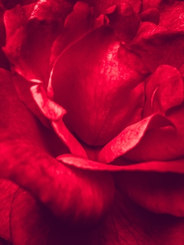red rose texture Mural by Timmy333