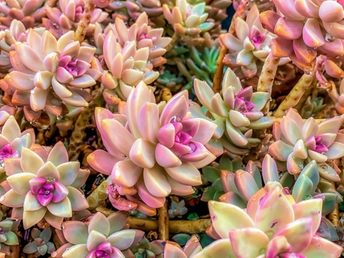 closeup pink and green succulent plant garden Mural by Timmy333