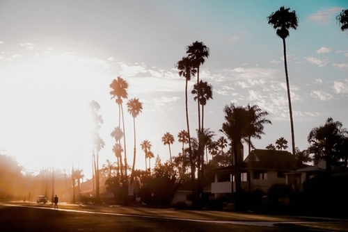 sunset sky in summer with palm tree view in California USA Mural by Timmy333