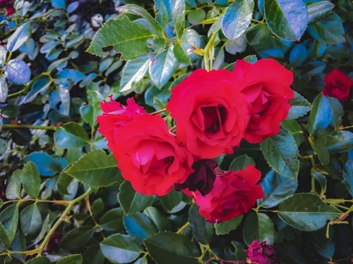 closeup red rose garden with green leaves background Mural by Timmy333