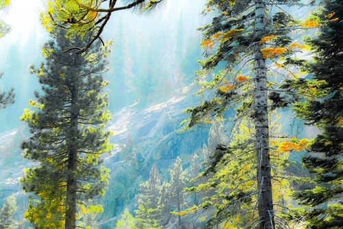 green pine tree with mountains background at Lake Tahoe, California, USA Mural by Timmy333