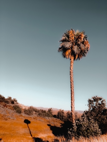 isolated palm tree with blue sky background Mural by Timmy333