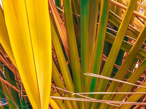 closeup yellow and green leaves texture background Mural by Timmy333