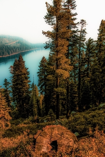 Pine tree with lake scenic at Emerald Bay Lake Tahoe California USA Mural by Timmy333