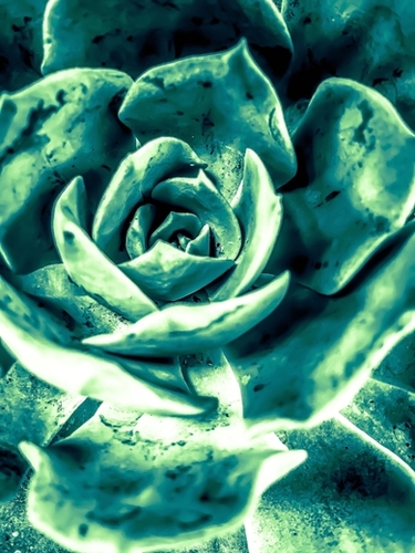 closeup green succulent plant texture abstract background Mural by Timmy333