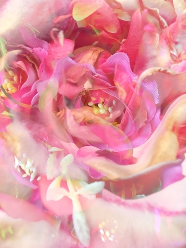 blooming pink rose texture abstract background Mural by Timmy333