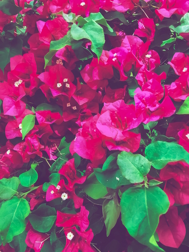 closeup blooming pink bougainvillea flowers with green leaves Mural by Timmy333