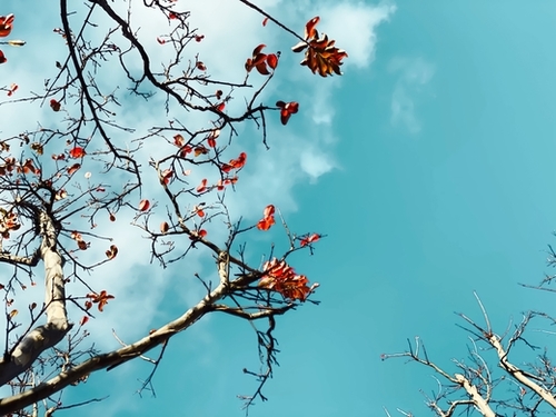 Tree branch with orange autumn leaves and blue sky background Mural by Timmy333