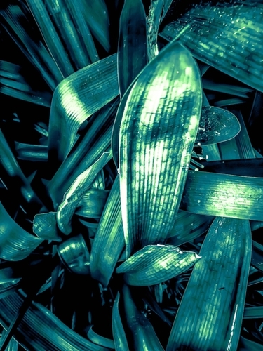 closeup green leaves texture background Mural by Timmy333