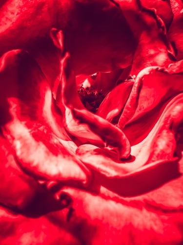 red rose texture background Mural by Timmy333