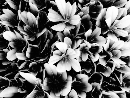closeup succulent leaves texture in black and white Mural by Timmy333