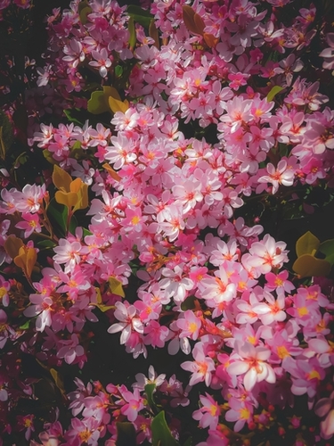 closeup blooming pink flowers abstract background Mural by Timmy333