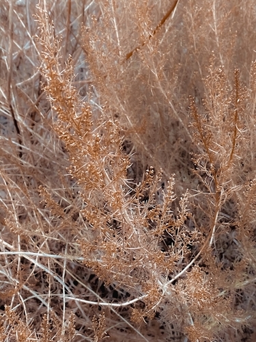 brown dry plant texture abstract background Mural by Timmy333