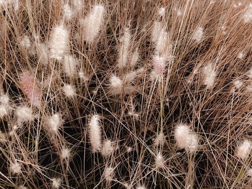 blooming grass flowers with brown dry grass background Mural by Timmy333