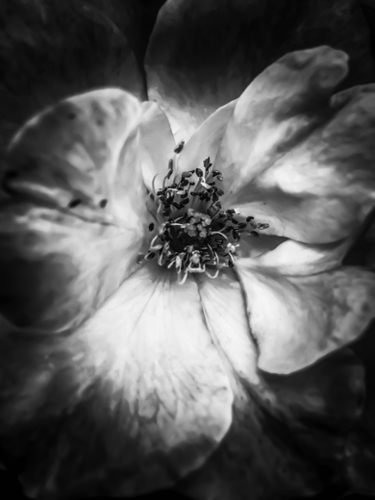 closeup blooming rose in black and white Mural by Timmy333
