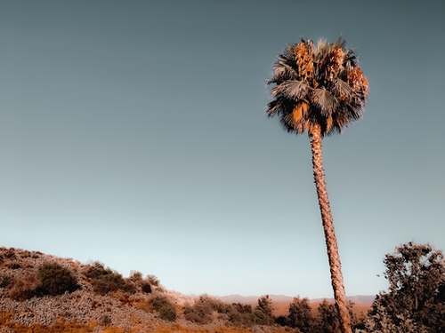 isolated palm tree with mountain and blue sky background Mural by Timmy333