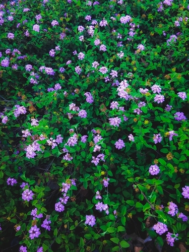 blooming purple flowers with green leaves Mural by Timmy333