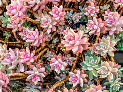 green and pink succulent plant garden texture Mural by Timmy333