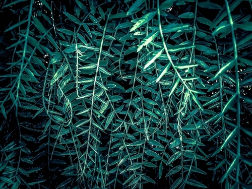 green leaf texture abstract background Mural by Timmy333
