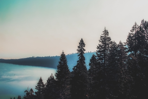 pine tree and lake at Emerald Bay Lake Tahoe California USA Mural by Timmy333