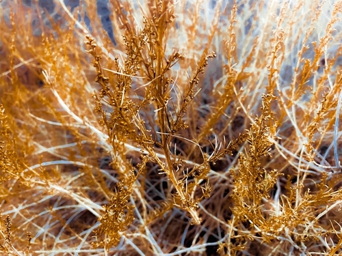 closeup dry brown grass texture abstract background Mural by Timmy333