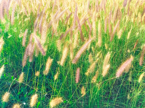 closeup green grass field texture with grass flowers Mural by Timmy333