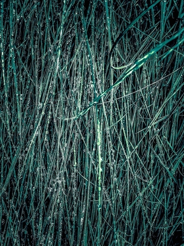 green silky grass texture abstract Mural by Timmy333