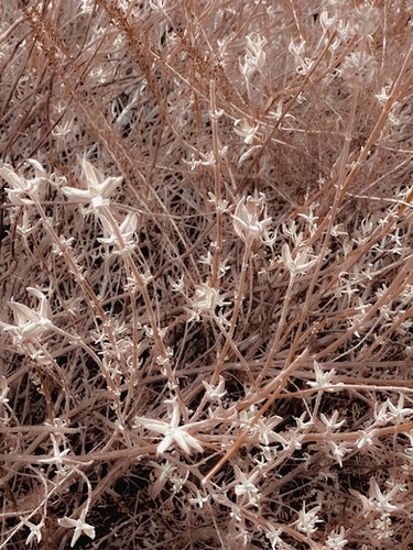 blooming dry plant with brown dry grass field background Mural by Timmy333