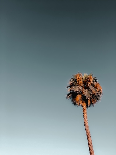 Isolated palm tree in summer with blue sky Mural by Timmy333