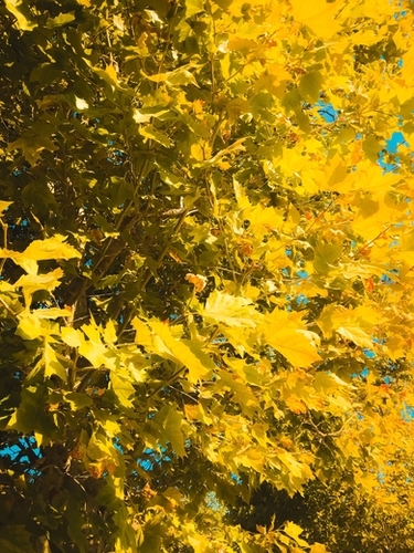closeup yellow leaves texture abstract background Mural by Timmy333
