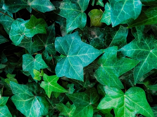 Closeup green ivy leaves garden background Mural by Timmy333