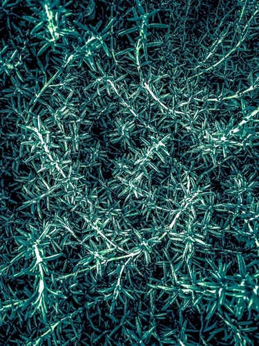 closeup green plant texture abstract Mural by Timmy333