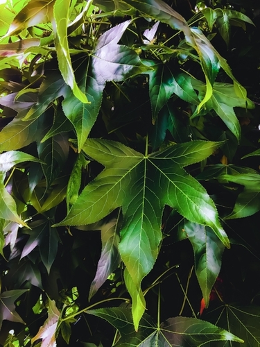 closeup tree with green leaves texture background Mural by Timmy333