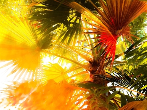 green palm leaves abstract background with summer light Mural by Timmy333