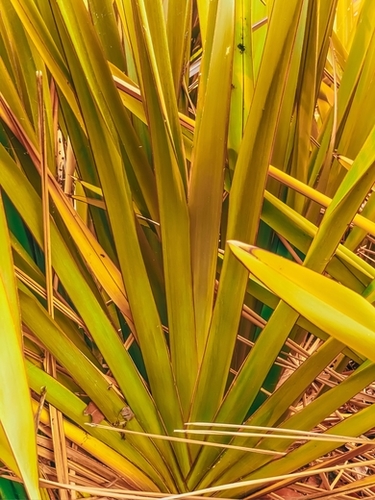 closeup yellow and green leaves texture abstract background Mural by Timmy333
