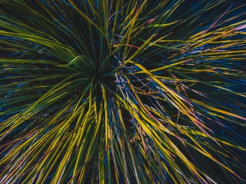 closeup green spiky plant texture abstract background Mural by Timmy333