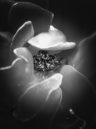 blooming rose with pollen in black and white Mural by Timmy333