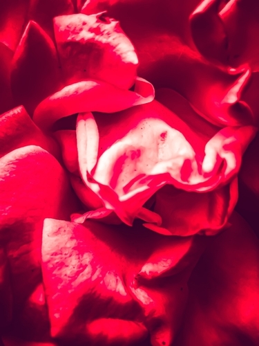 red rose background Mural by Timmy333