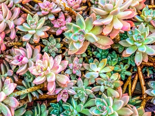 green and pink succulent plant garden Mural by Timmy333
