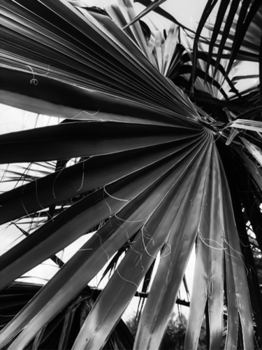 palm leaves texture abstract in black and white Mural by Timmy333