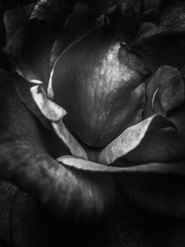 closeup rose background in black and white Mural by Timmy333