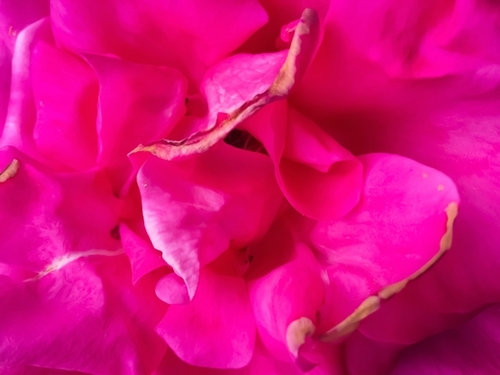 closeup blooming pink rose texture abstract background Mural by Timmy333